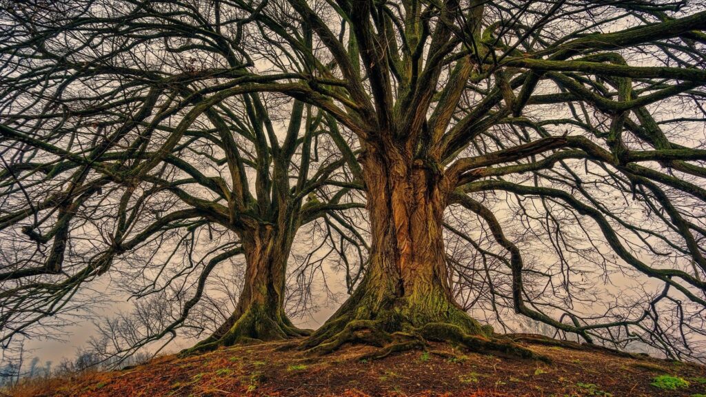 Natur Fotografie 