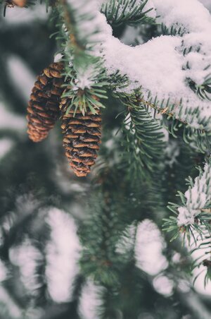 Schnee auf Tannenzapfen