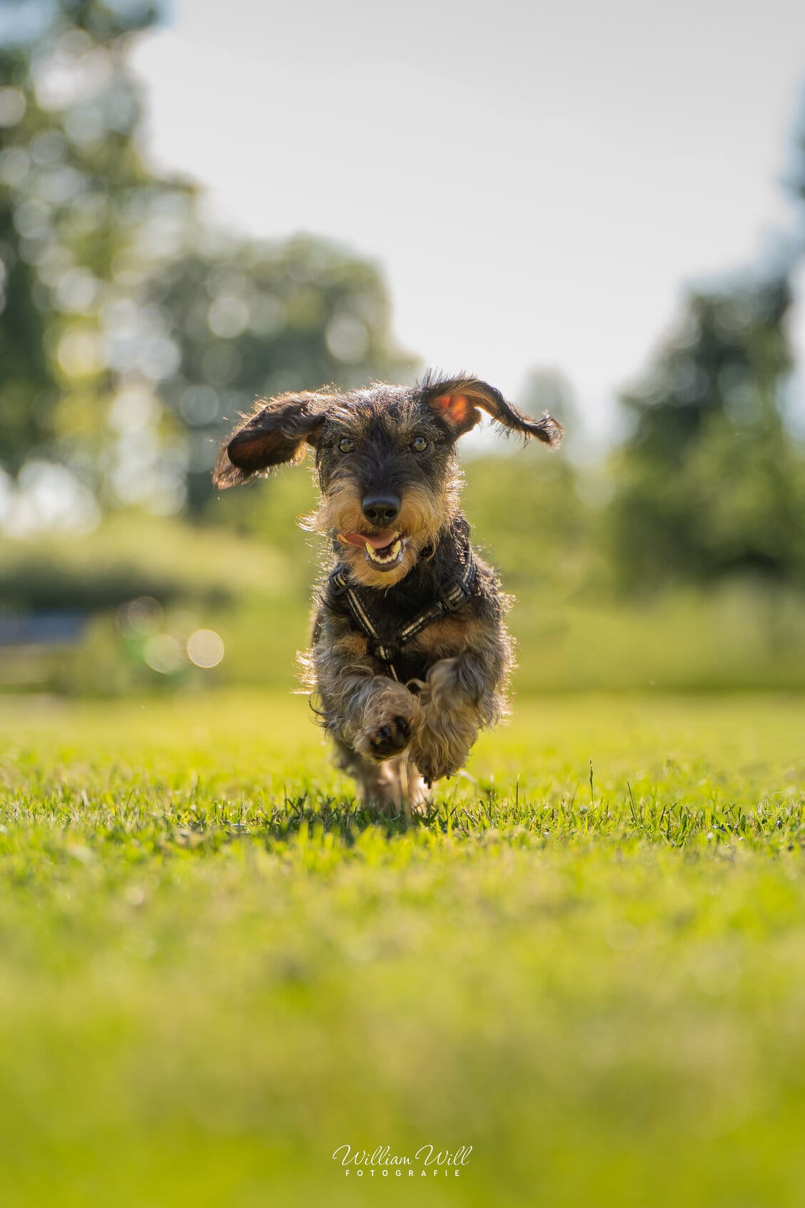 Hund im vollen Lauf