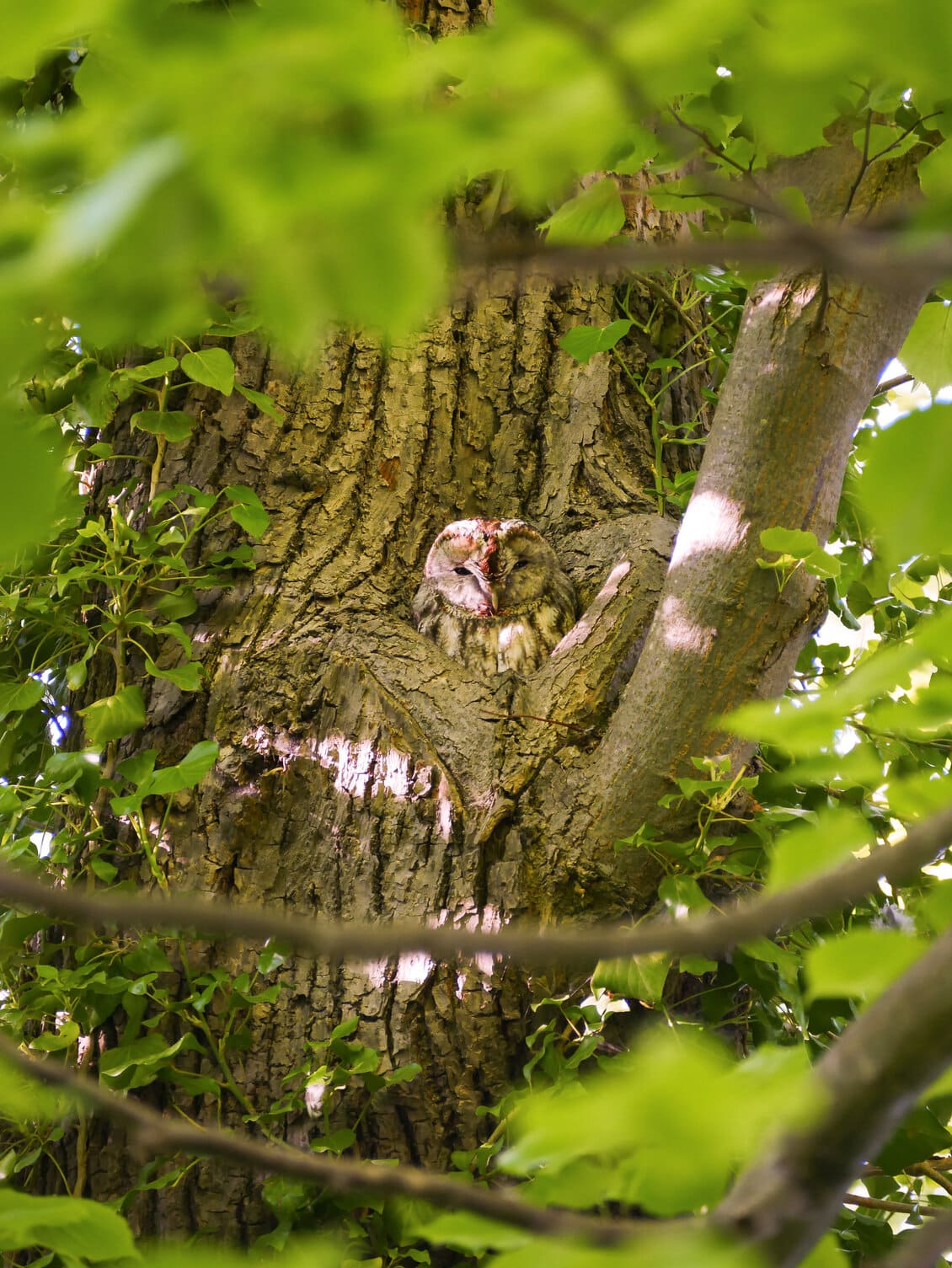 Kautz im Baum