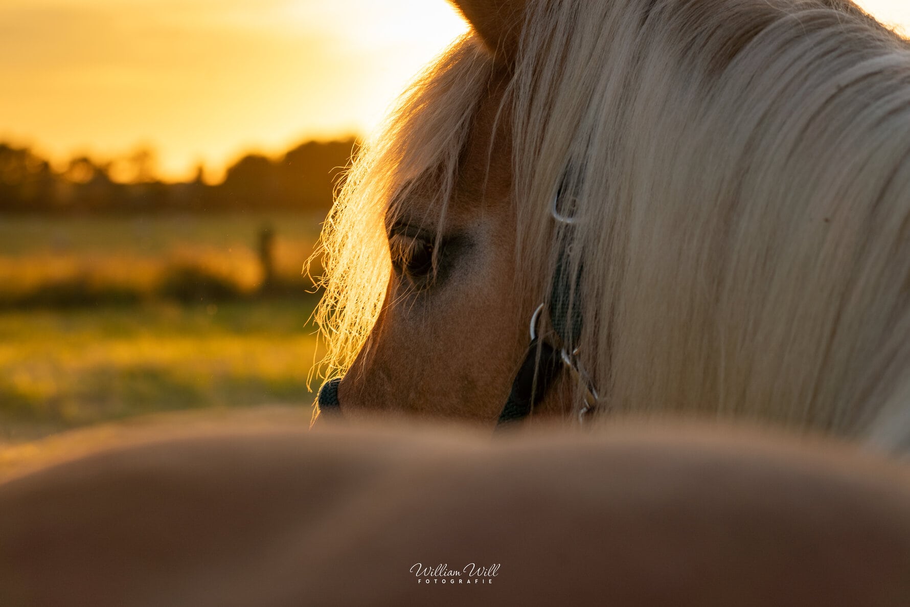 Pferd vor dem Sonnenuntergang