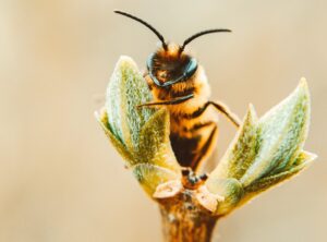 Makrofotografie: Tiere