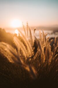 Sonnenuntergang fotografieren: Helles Licht auf Gräser