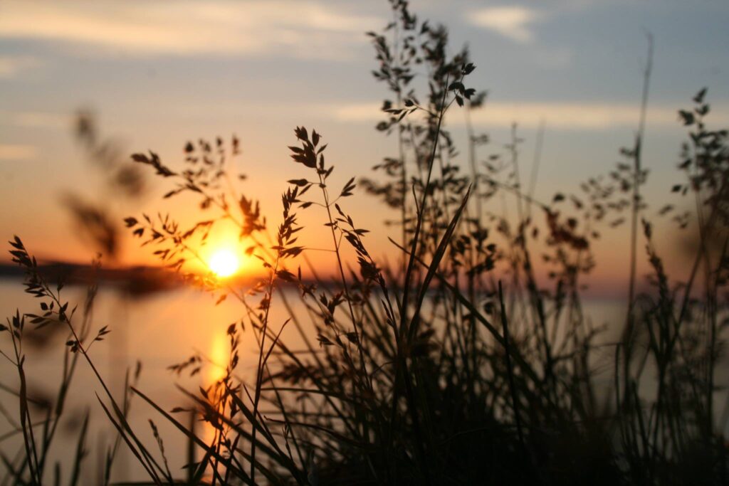 Sonnenuntergang vor Gräsern